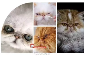 ترشح چشم گربه پرشین