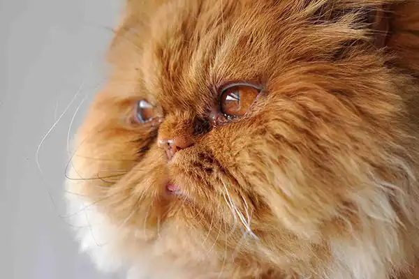 ترشح چشم گربه
