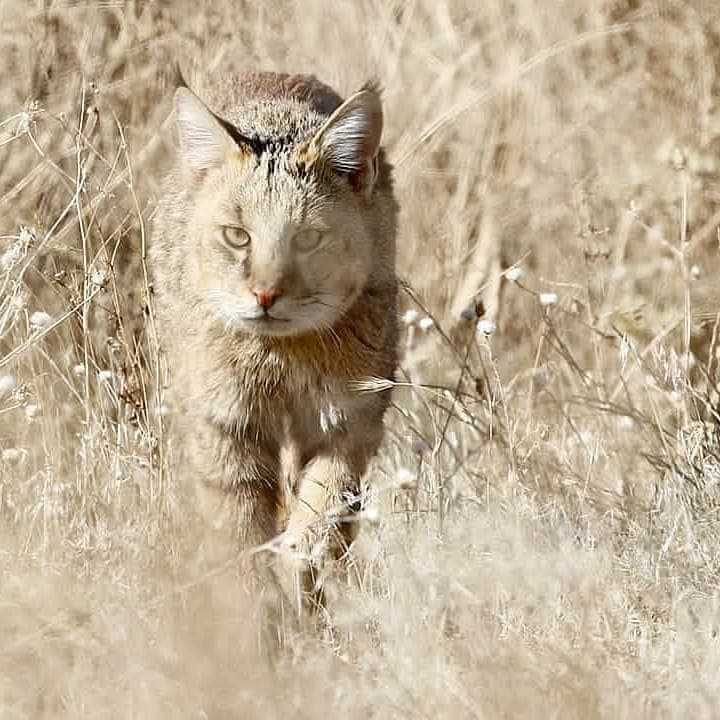 تصویر گربه جنگلی