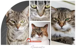 تغيير حالت چشم گربه