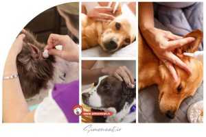 تمیز کردن گوش سگ در خانه