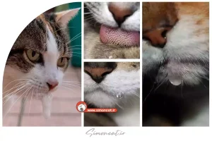 خطرات بزاق دهان گربه