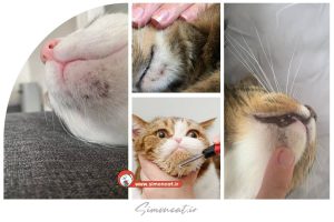 درمان آکنه گربه