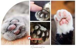 درمان خشکی پاستیل گربه