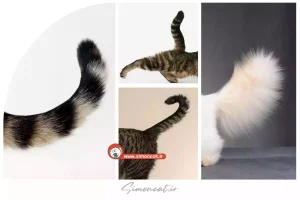 دم گربه استخوان دارد