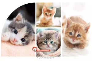 رنگ چشم بچه گربه کی مشخص میشه