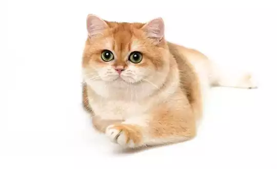 رنگ چشم گربه بریتیش
