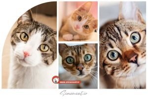 علت خیره شدن گربه به انسان