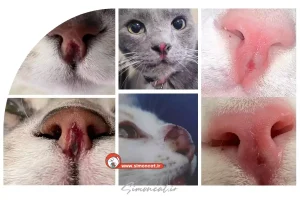 علت زخم شدن بینی گربه
