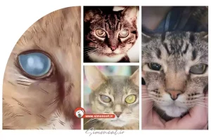 علت سفید شدن چشم گربه