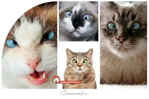 علت چپ شدن چشم گربه