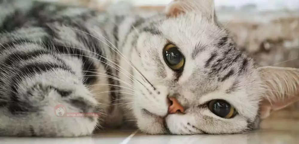 عکس گربه امریکن شورت هیر