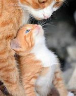 غذای تر بچه‌گربه فریسکیز