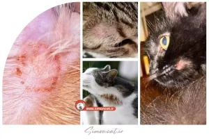 قارچ دور دهان گربه