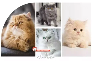 قیمت گربه پرشین دال فیس