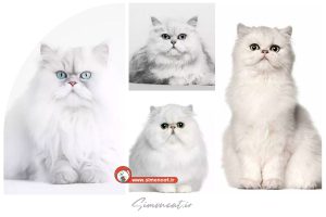 قیمت گربه پرشین سفید