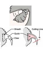 نحوه صحیح گرفتن ناخن گربه و سگ