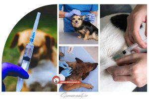 واکسن هاری سگ به انگلیسی