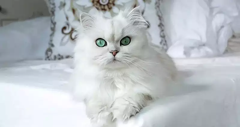 پرشین کت