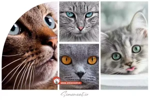 کمیاب ترین رنگ چشم گربه