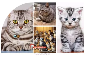 گربه آمریکن شورت هیر