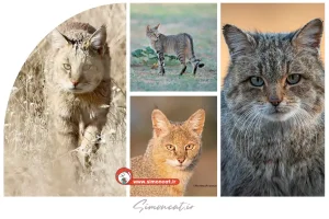 گربه جنگلی