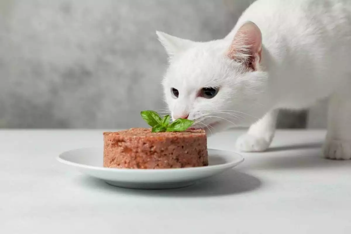 گربه در حال غذا خوردن
