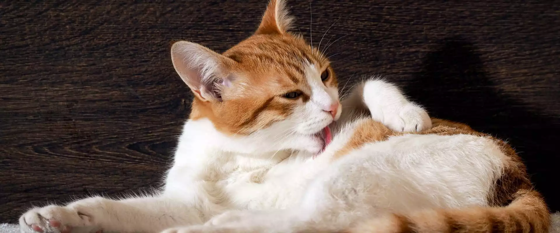 گربه در حال نظافت خود