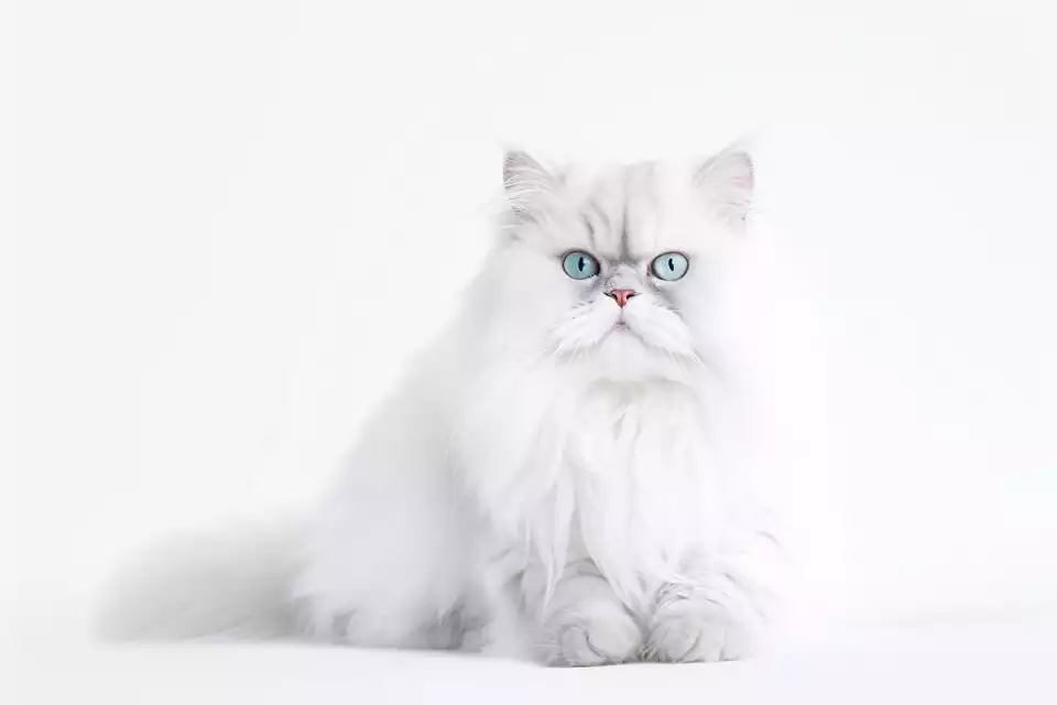 گربه پرشین بالغ