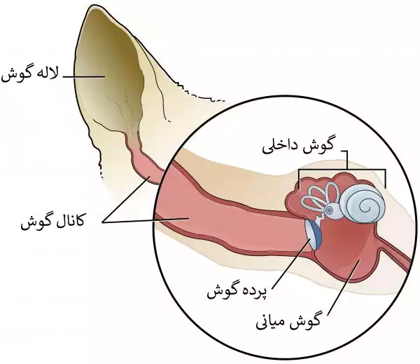 آناتومی گوش گربه