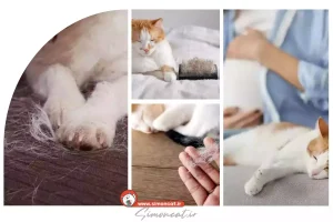 آیا موی گربه باعث بیماری میشود