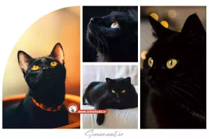آیا گربه سیاه جن است؟