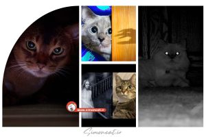 آیا گربه ها جن را میبینند