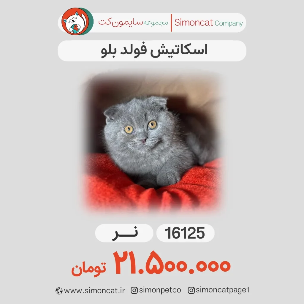 اسکاتیش فولد بلو