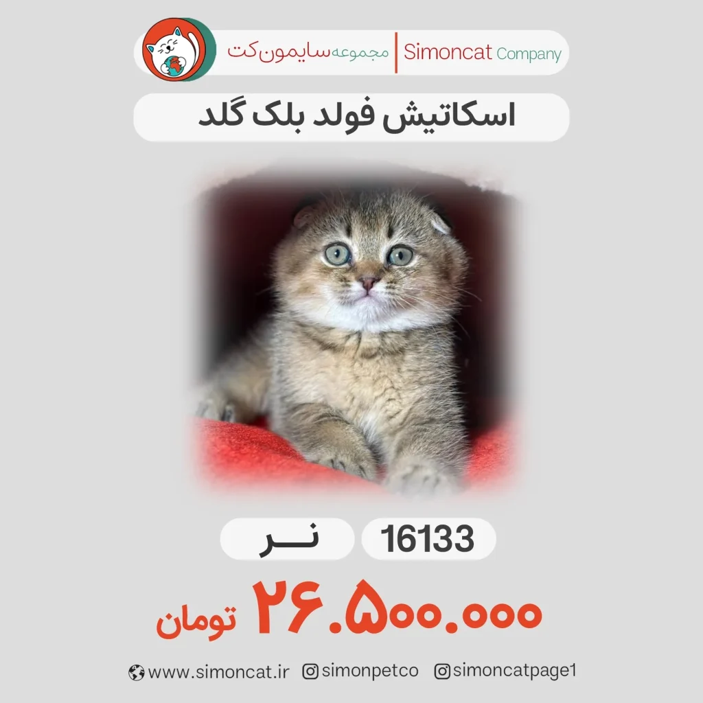 اسکاتیش فولد بلک گلد