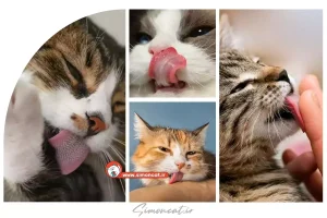 ایا بزاق گربه میکروب دارد