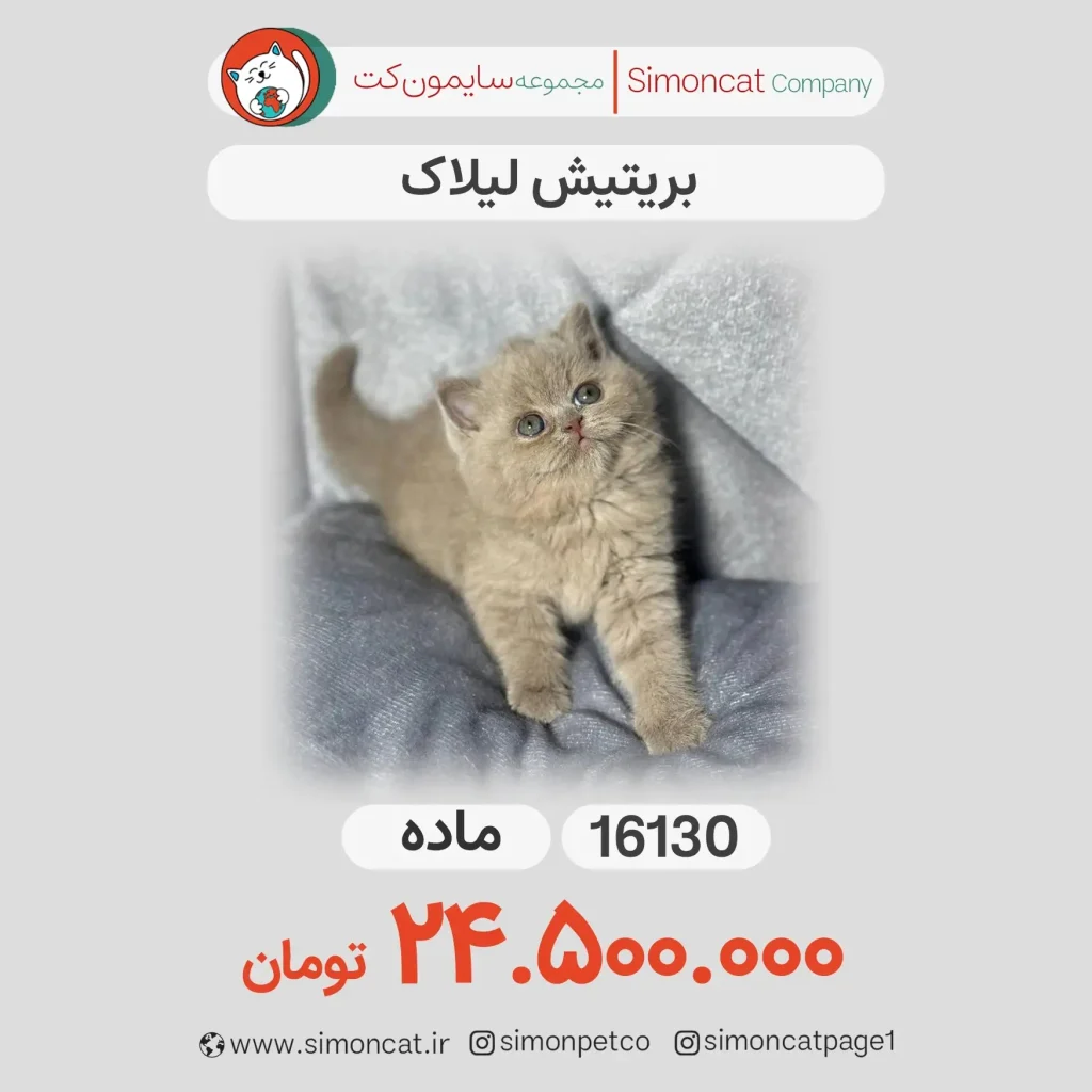 بریتیش لیلاک