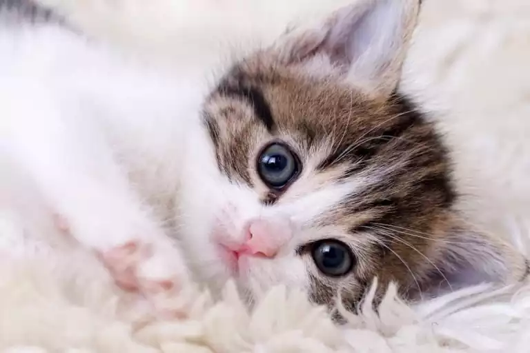بچه گربه بامزه و ملوس