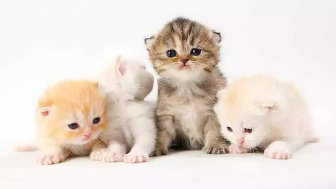 بچه گربه های کوچولو