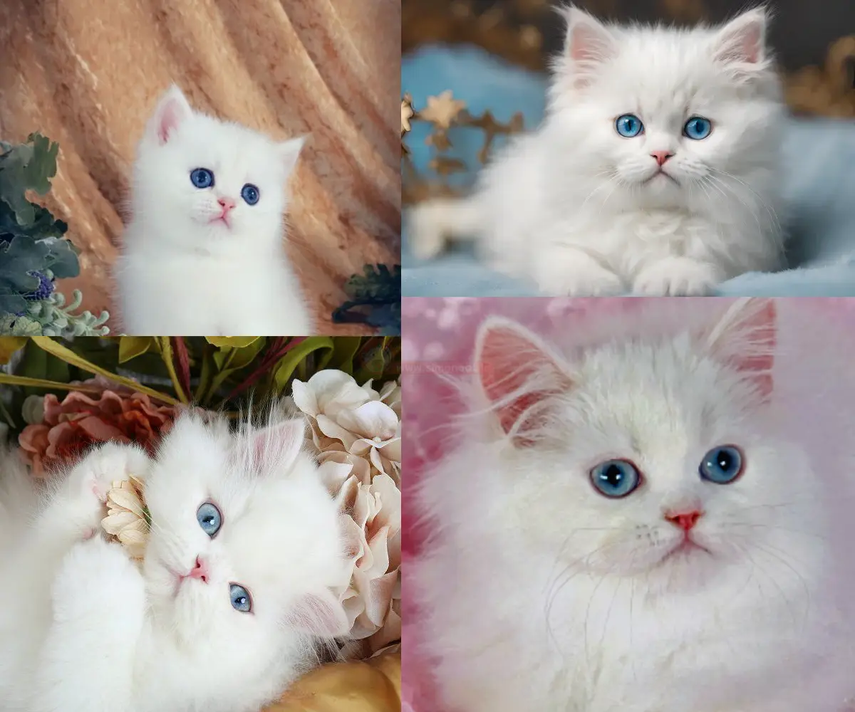 بچه گربه چشم آبی