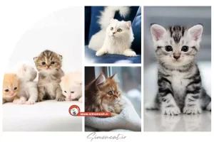 تحقیق در مورد گربه خانگی