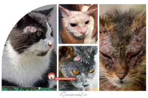 جرب گربه چیست؟