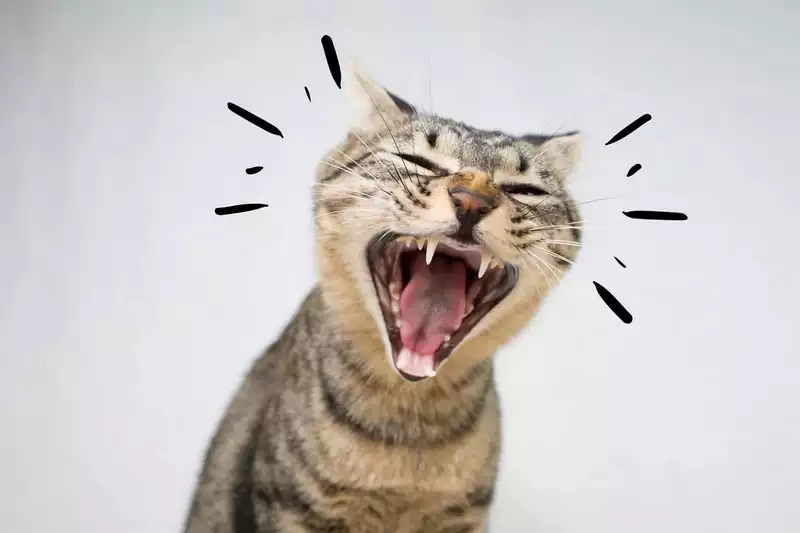 جیغ گربه