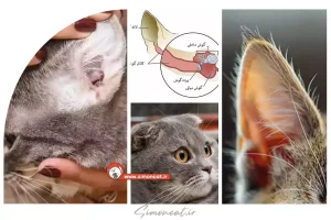 حقایق جالب درباره گوش گربه‌