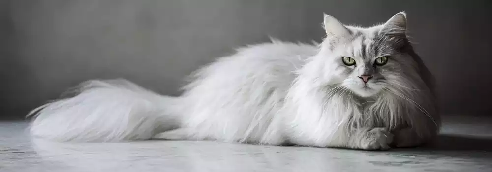 خرید گربه چین چیلا