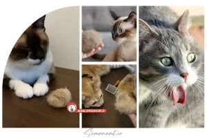 خوردن موی گربه