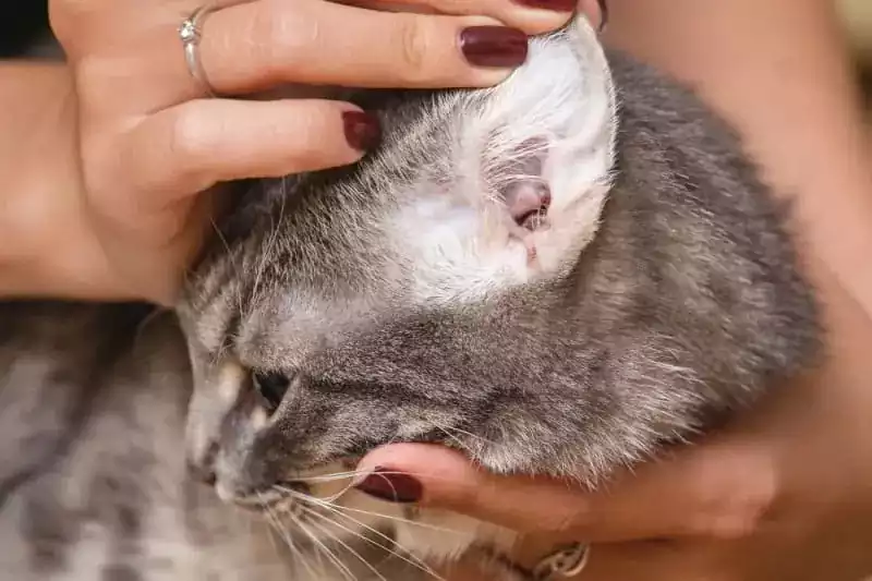 داخل گوش گربه