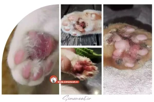 درمان زخم پنجه گربه