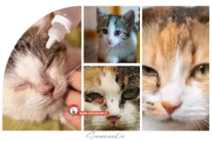 درمان زخم چشم گربه