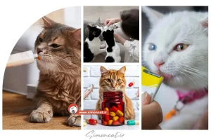 راهنمای خرید مکمل و مولتی ویتامین گربه
